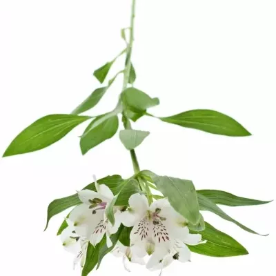 Boubelka ALSTROEMERIA WINEGLASS BAY 65g