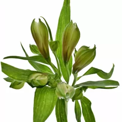 Boubelka AQUARELA 65g