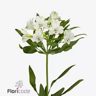 Alstromérie ARAMINTHA 75g