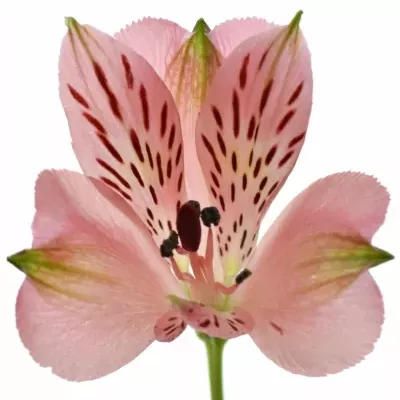 Alstromérie CHINOOK 65g