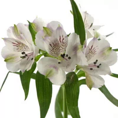 Alstromérie FELICIA 70g