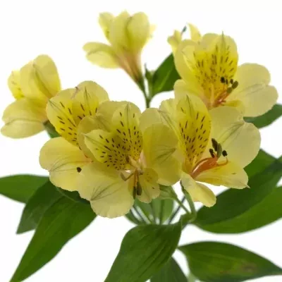 Alstromérie ISIS 75g