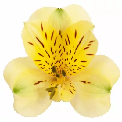 Alstromérie ISTANBUL 80g