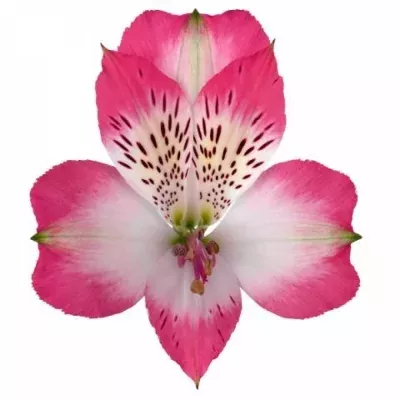 Alstromérie LEONE 70g