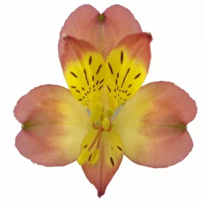 Alstromérie LUCERO 85g