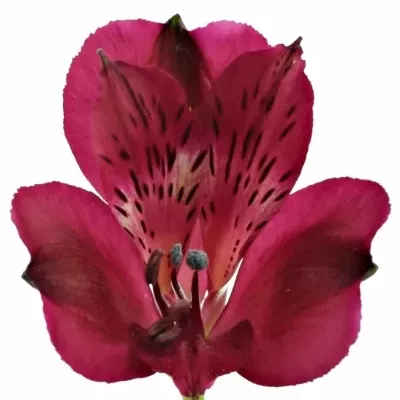 Alstromérie MANTRA 80g