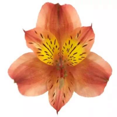 Alstromérie MONTE LAVA 55g