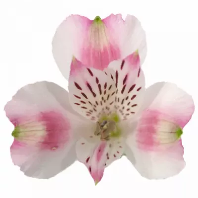 Alstromeria PANORAMA 65g