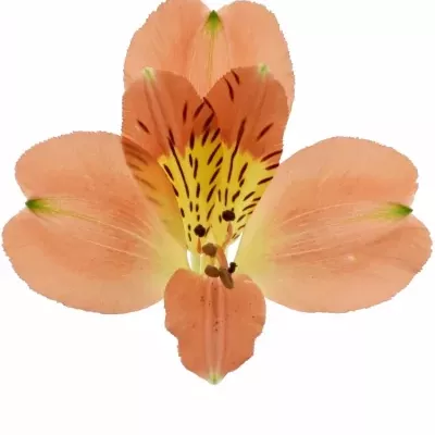 Alstromérie PARTY 50g