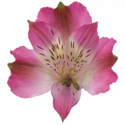 Alstromérie PINK CREATION 110g