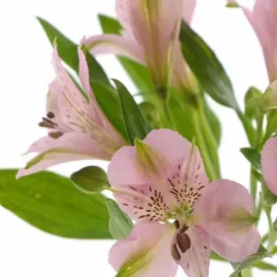 Boubelka PINK FLOYD 70g