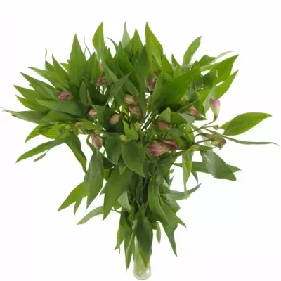 Boubelka PINK FLOYD 70g