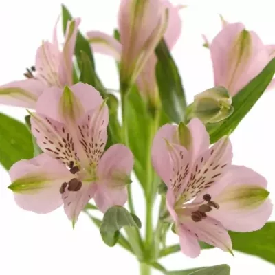 Boubelka PINK FLOYD 70g