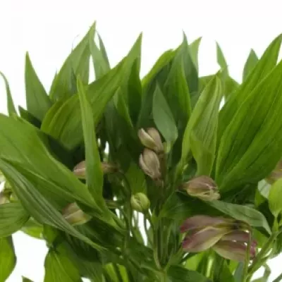 Boubelka PINK FLOYD 70g