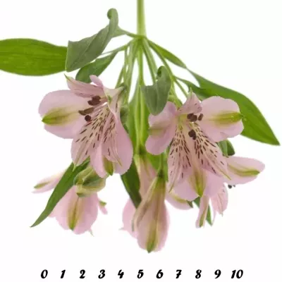 Boubelka PINK FLOYD 70g