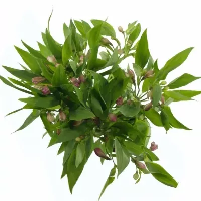 Boubelka PINK FLOYD 70g