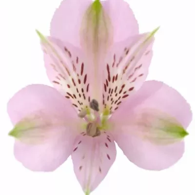 Boubelka PINK FLOYD 70g