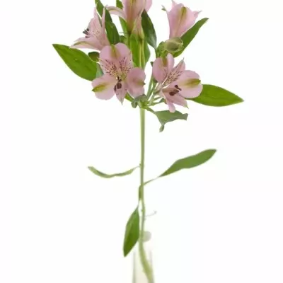 Boubelka PINK FLOYD 70g