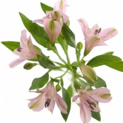 Boubelka PINK FLOYD 70g