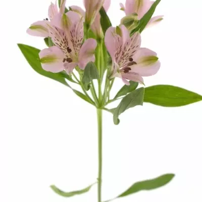 Boubelka PINK FLOYD 70g