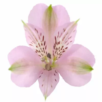 Boubelka PINK FLOYD 70g