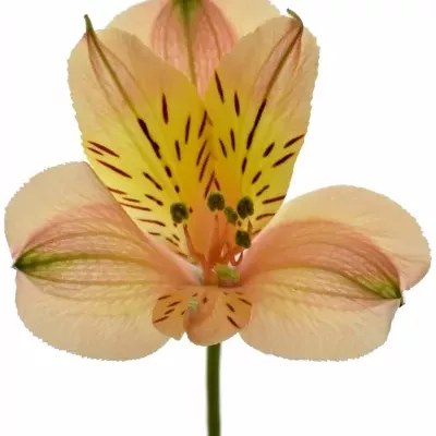 Alstromérie PLEASURE 75g