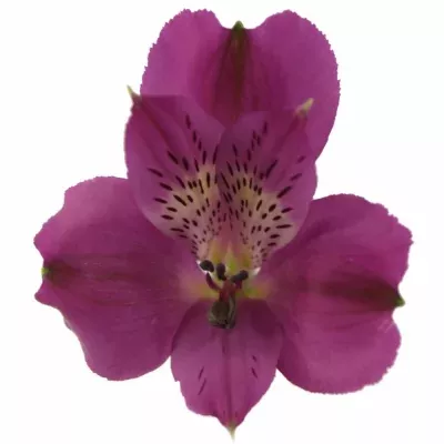 Alstromérie REAL 55g