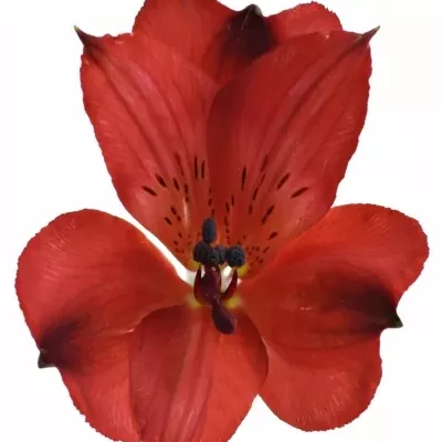 Alstromérie SAMURAI 75g