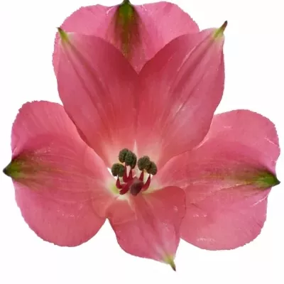 Alstromérie SECRET 75g