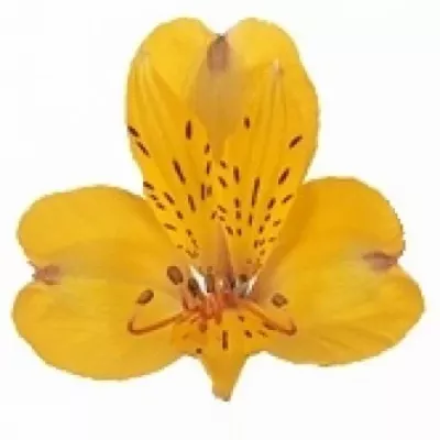 Alstromérie SENNA 60g