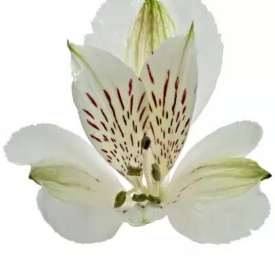 Alstromérie SIBERIA 65g