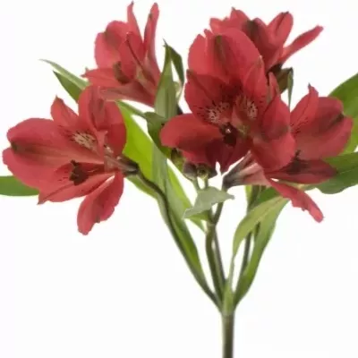 Alstromérie SIMPLY RED 50g