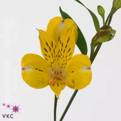 Alstromérie SOLANGE 50g