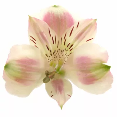 Alstromérie SORBET 70g