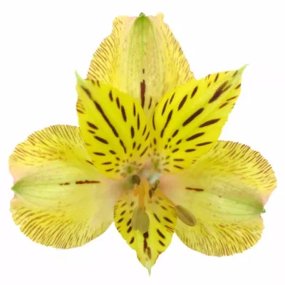 Alstromérie TIGER 50g