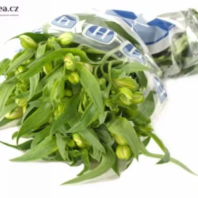 Boubelka VIRGINIA 60g