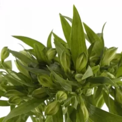 Boubelka VIRGINIA 60g