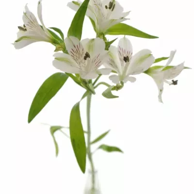 Boubelka VIRGINIA 60g