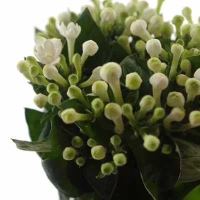 Bouvardie DIAMOND WHITE 40cm