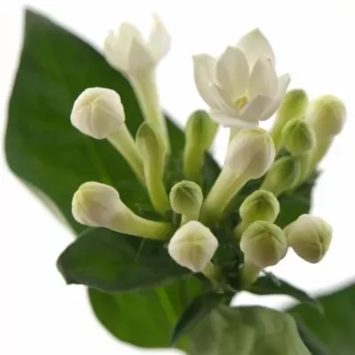 Bouvardie DIAMOND WHITE 40cm