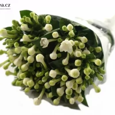 Bouvardie DIAMOND WHITE 40cm