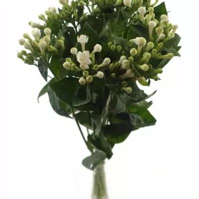 Bouvardie DIAMOND WHITE 40cm