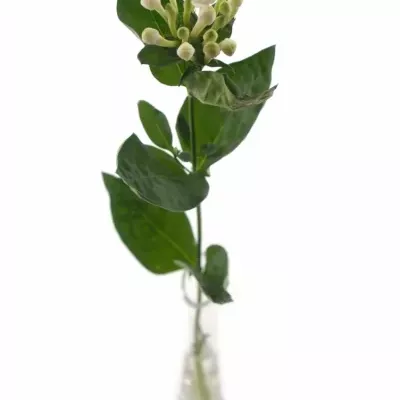 Bouvardie DIAMOND WHITE 40cm