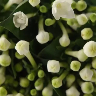 Bouvardie DIAMOND WHITE 40cm