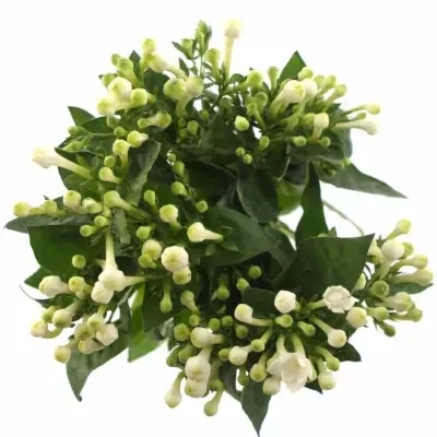 Bouvardie DIAMOND WHITE 40cm