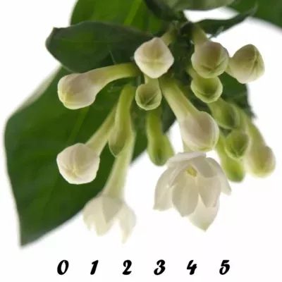 Bouvardie DIAMOND WHITE 40cm