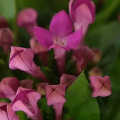 BOUVARDIA EN ROYAL VIOLET