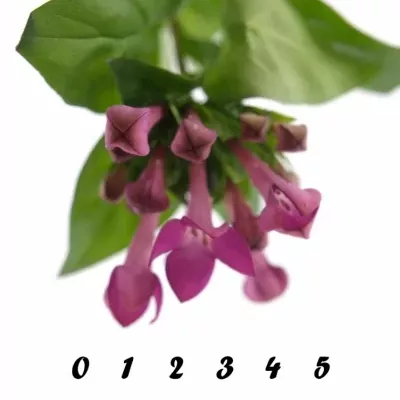 BOUVARDIA EN ROYAL VIOLET