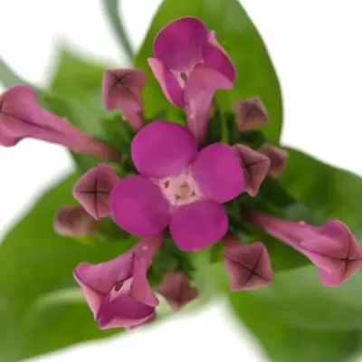 BOUVARDIA EN ROYAL VIOLET