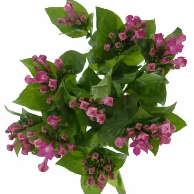 BOUVARDIA EN ROYAL VIOLET